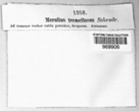 Phlebia tremellosa image
